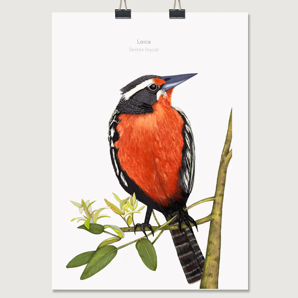 DESCUENTO!! Láminas Aves de Chile, Loica, varios tamaños. Desde $ 2