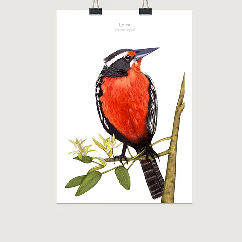 DESCUENTO!! Láminas Aves de Chile, Loica, varios tamaños. Desde $