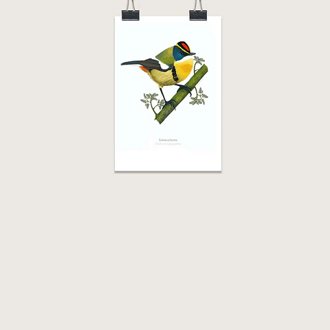 DESCUENTO!! Láminas Aves de Chile, Sietecolores, varios tamaños. 