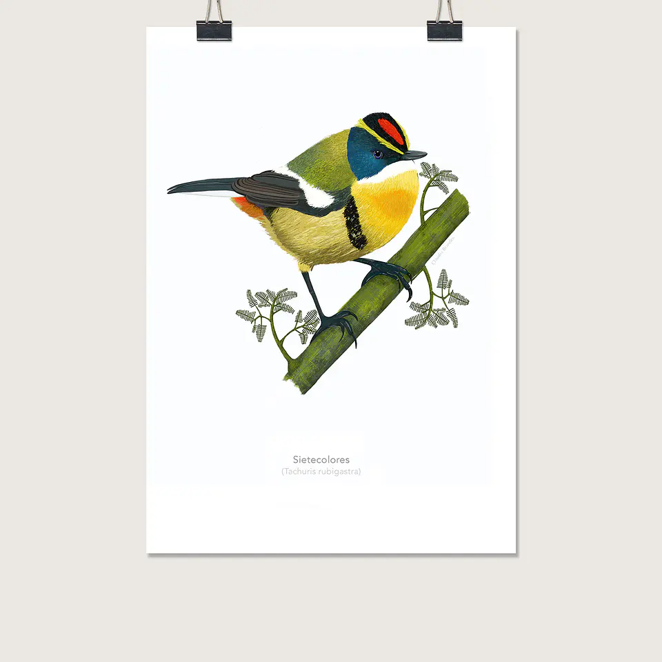 DESCUENTO!! Láminas Aves de Chile, Sietecolores, varios tamaños.  1