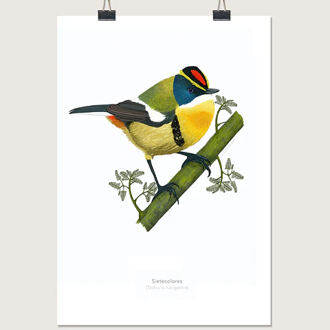 DESCUENTO!! Láminas Aves de Chile, Sietecolores, varios tamaños. 