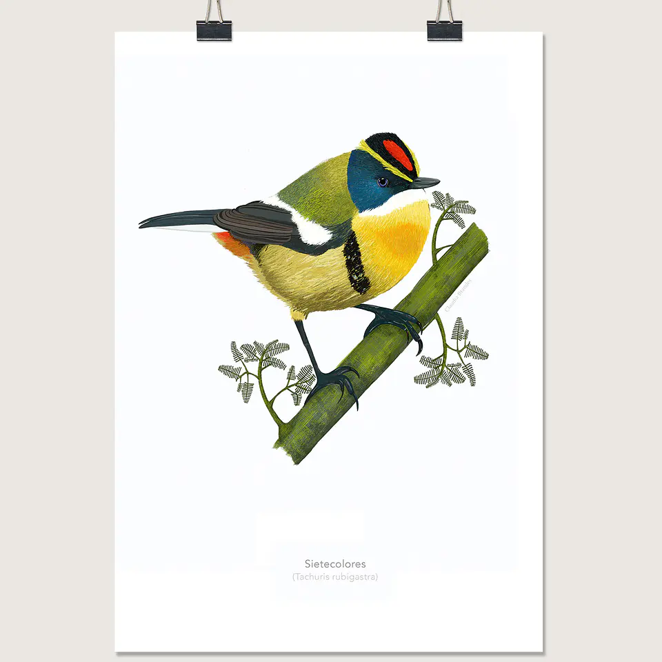 DESCUENTO!! Láminas Aves de Chile, Sietecolores, varios tamaños.  2