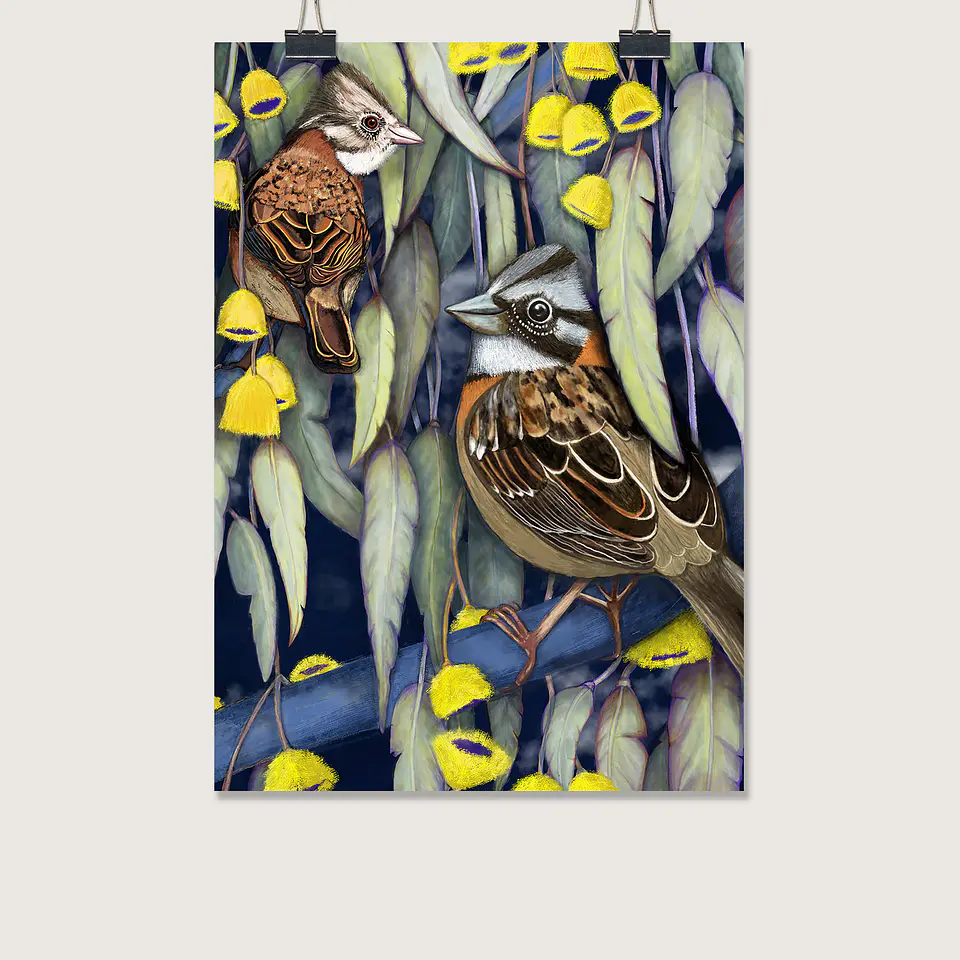 OFERTA! Láminas Aves de Chile, Chincoles en eucaliptus, varios tamaños.  1