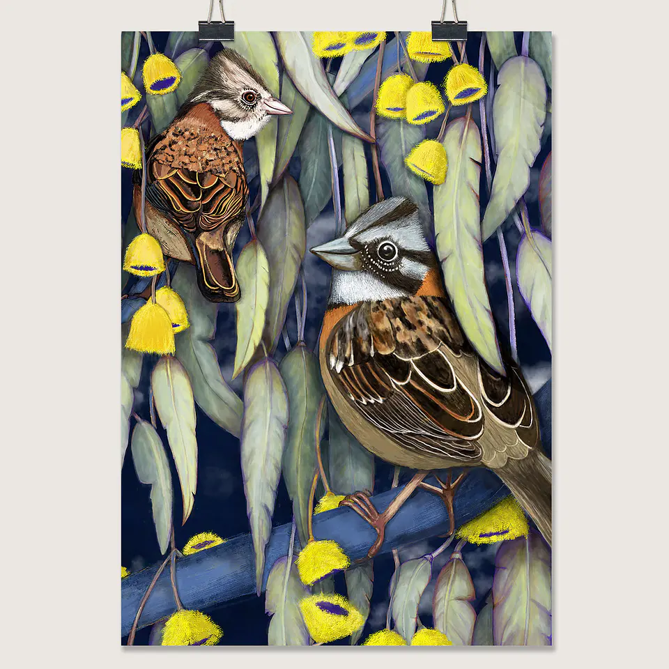 OFERTA! Láminas Aves de Chile, Chincoles en eucaliptus, varios tamaños.  2