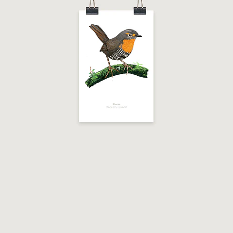DESCUENTO!! Láminas Aves de Chile, Chucao, tres tamaños. Desde $