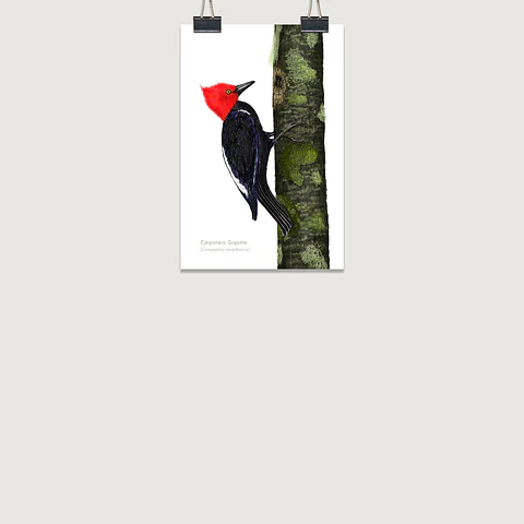 DESCUENTO!! Láminas Aves de Chile, Carpintero Gigante, DOS tamaños. 