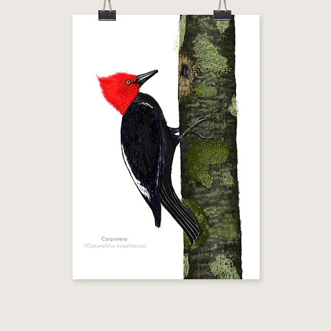 DESCUENTO!! Láminas Aves de Chile, Carpintero Gigante, DOS tamaños. 