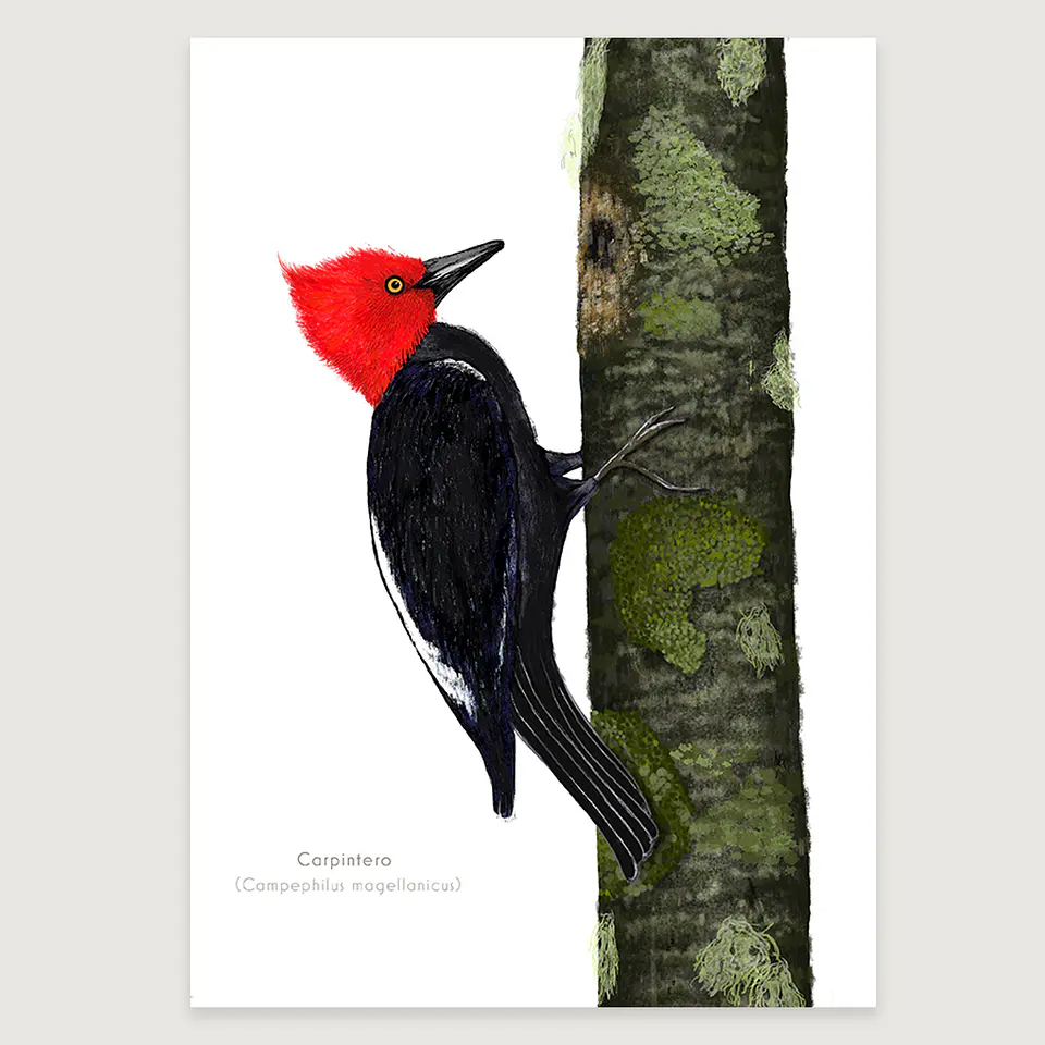 DESCUENTO!! Láminas Aves de Chile, Carpintero Gigante, DOS tamaños.  3