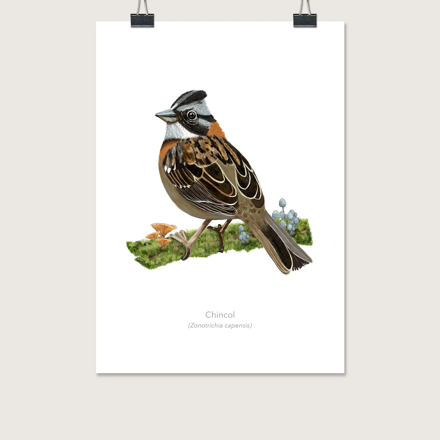 DESCUENTO!!! Láminas Aves de Chile, Chincol, dos tamaños. 1