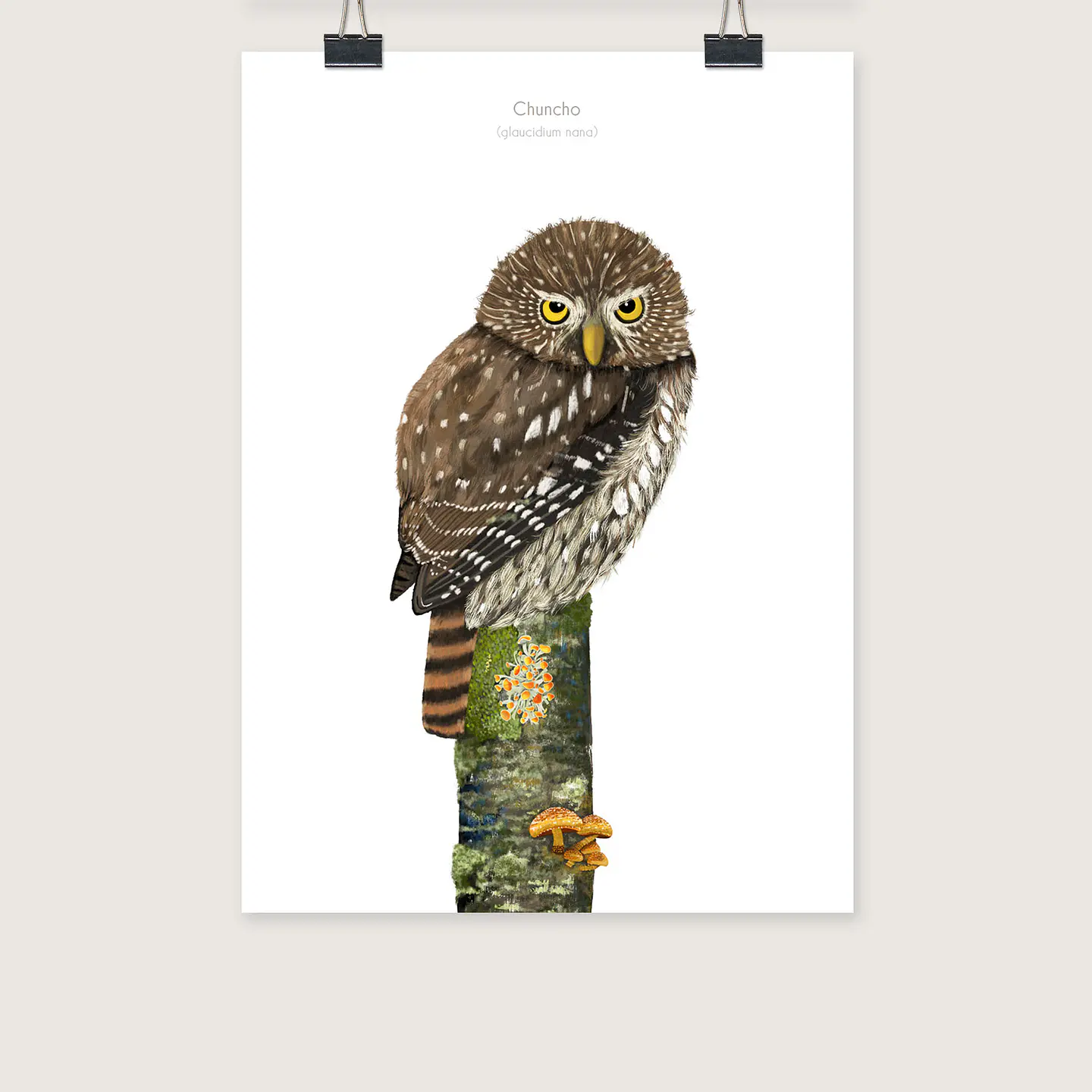 DESCUENTO!! Láminas Aves de Chile, Chuncho, DOS tamaños.  1