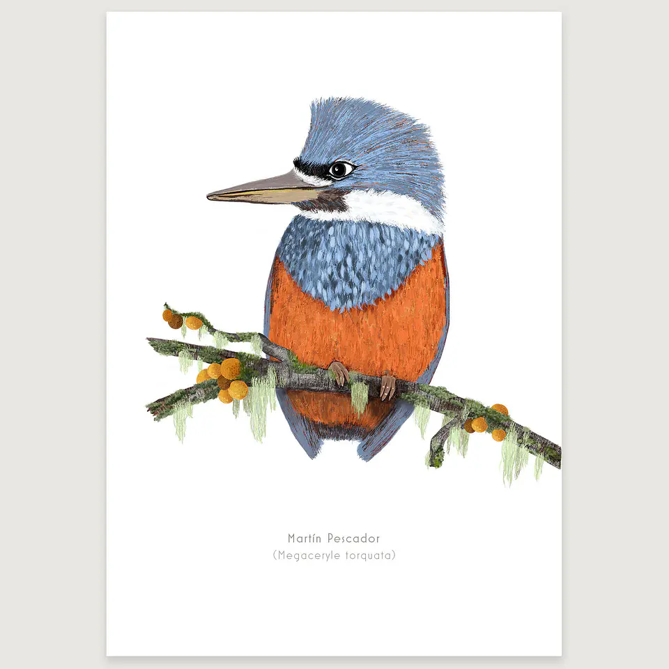 DESCUENTO!! Láminas Aves de Chile, Martín pescador, dos tamaños.  2