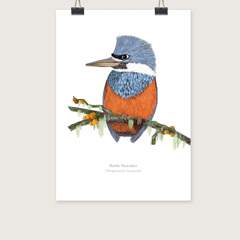 DESCUENTO!! Láminas Aves de Chile, Martín pescador, dos tamaños. 