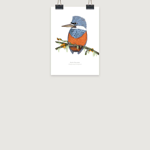 DESCUENTO!! Láminas Aves de Chile, Martín pescador, dos tamaños. 