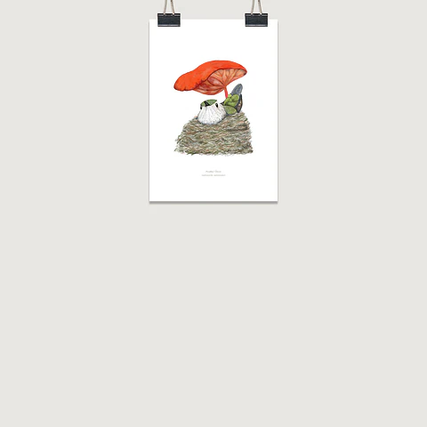 DESCUENTO!! Láminas Aves de Chile, Picaflora empollando, varios tamaños. 