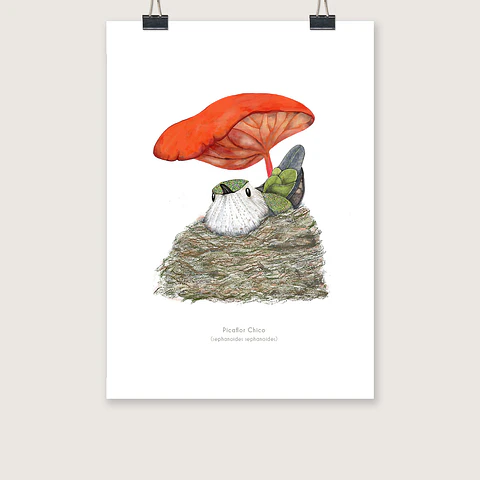 DESCUENTO!! Láminas Aves de Chile, Picaflora empollando, varios tamaños. 
