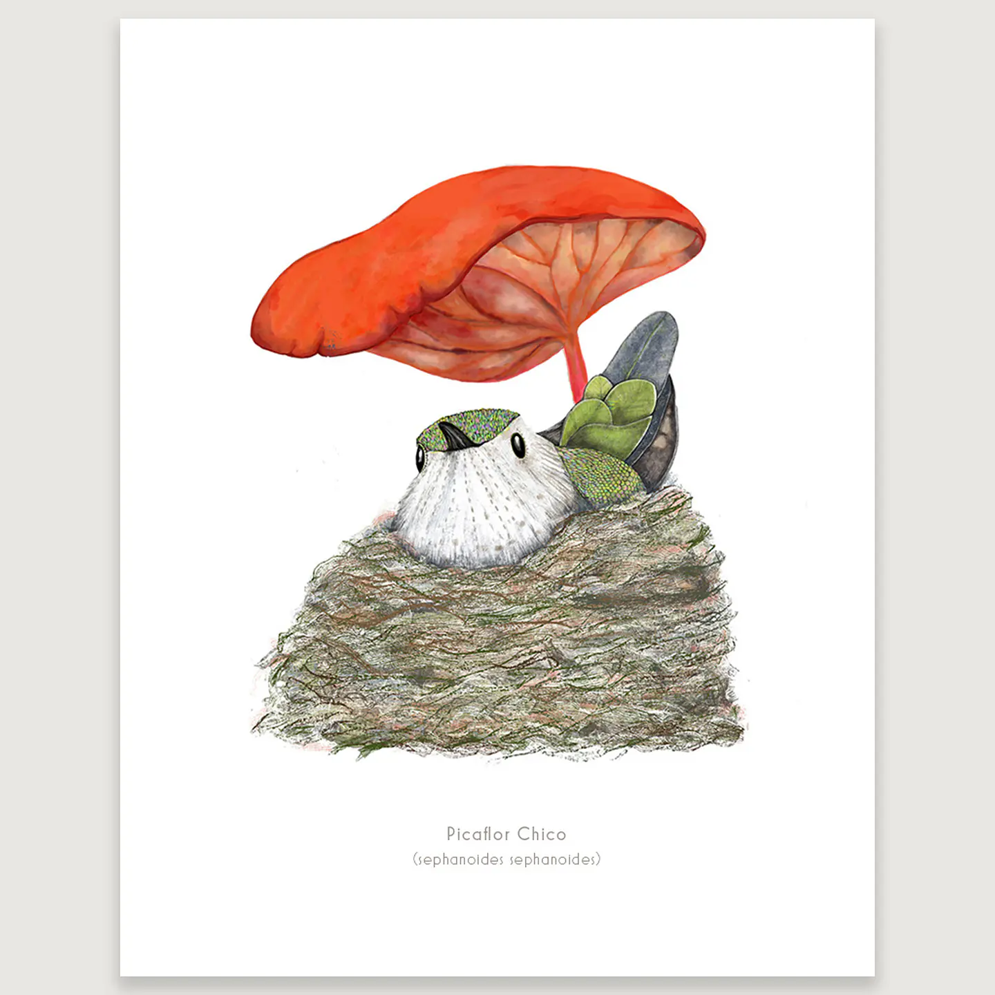 DESCUENTO!! Láminas Aves de Chile, Picaflora empollando, varios tamaños.  3