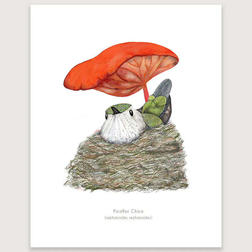 DESCUENTO!! Láminas Aves de Chile, Picaflora empollando, varios tamaños.  3