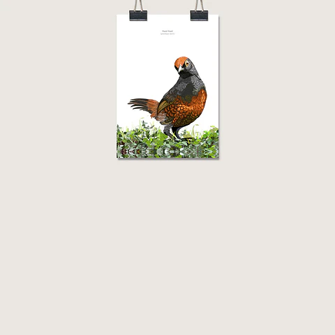 DESCUENTO!! Láminas Aves de Chile, Hued Hued, dos tamaños