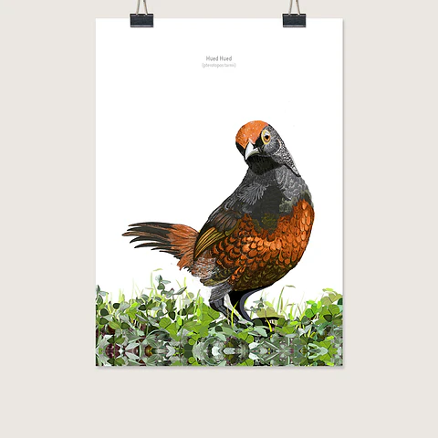 DESCUENTO!! Láminas Aves de Chile, Hued Hued, varios tamaños. Desde $