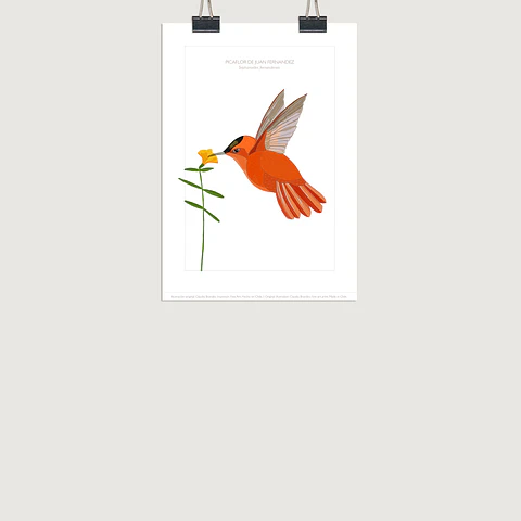DESCUENTO!! Lámina Picaflor de Juan Fernández, 2tamaños.