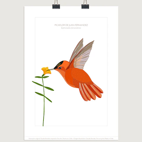 DESCUENTO!! Lámina Picaflor de Juan Fernández, 2tamaños.