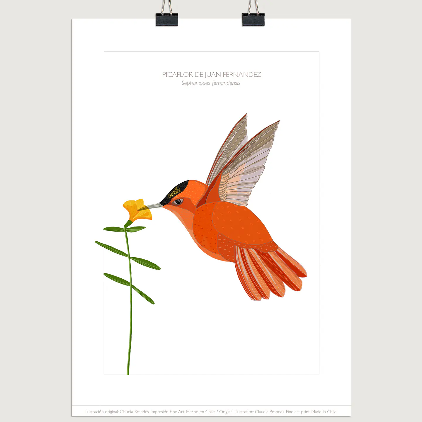 DESCUENTO!! Lámina Picaflor de Juan Fernández, 2tamaños. 1