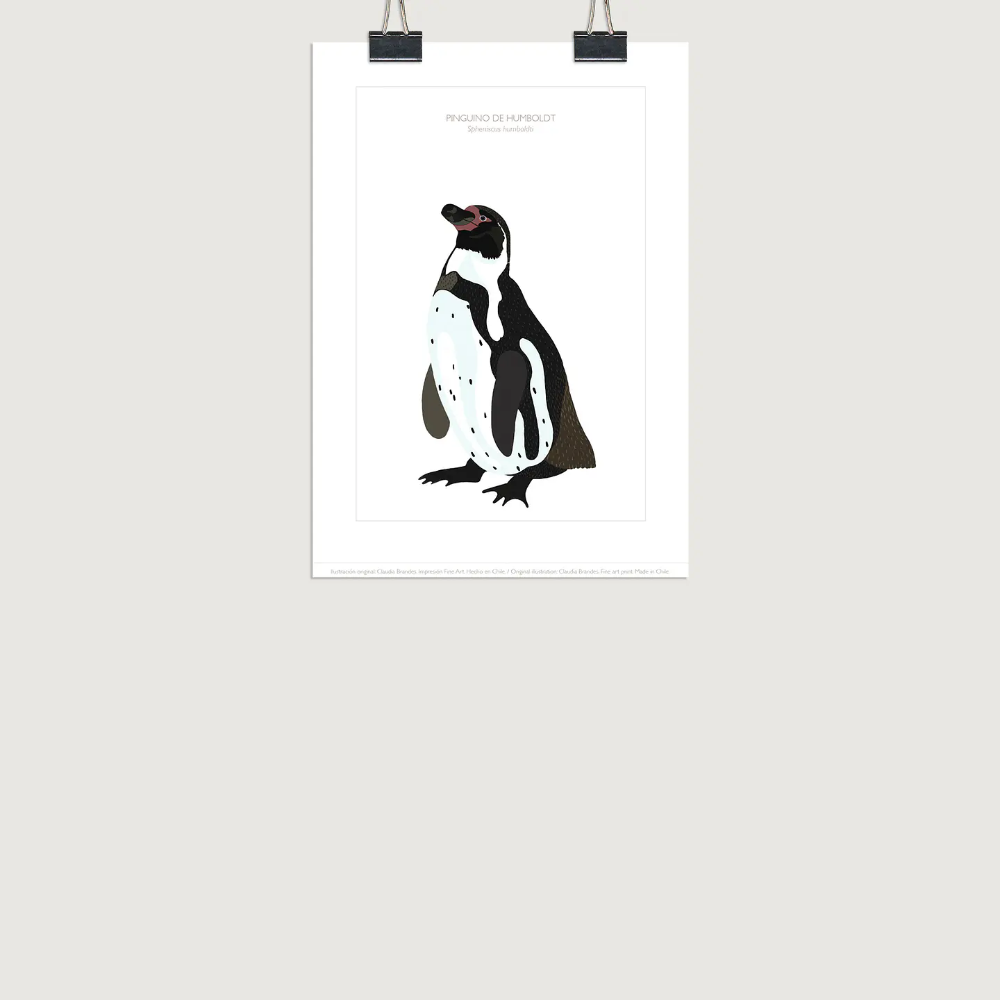 DESCUENTO!! Lámina Pingüino de Humboldt, 2 tamaños 2