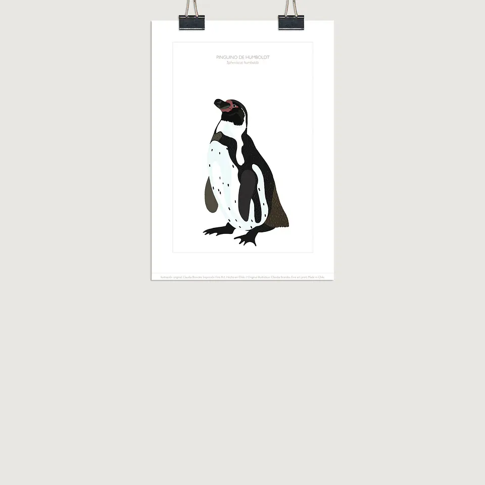 DESCUENTO!! Lámina Pingüino de Humboldt, 2 tamaños 2