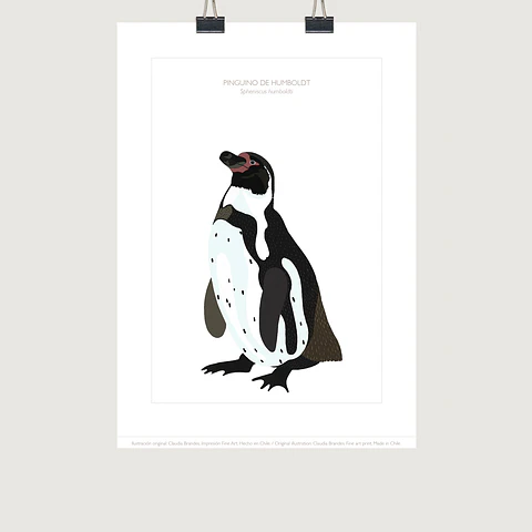 DESCUENTO!! Lámina Pingüino de Humboldt, 2 tamaños