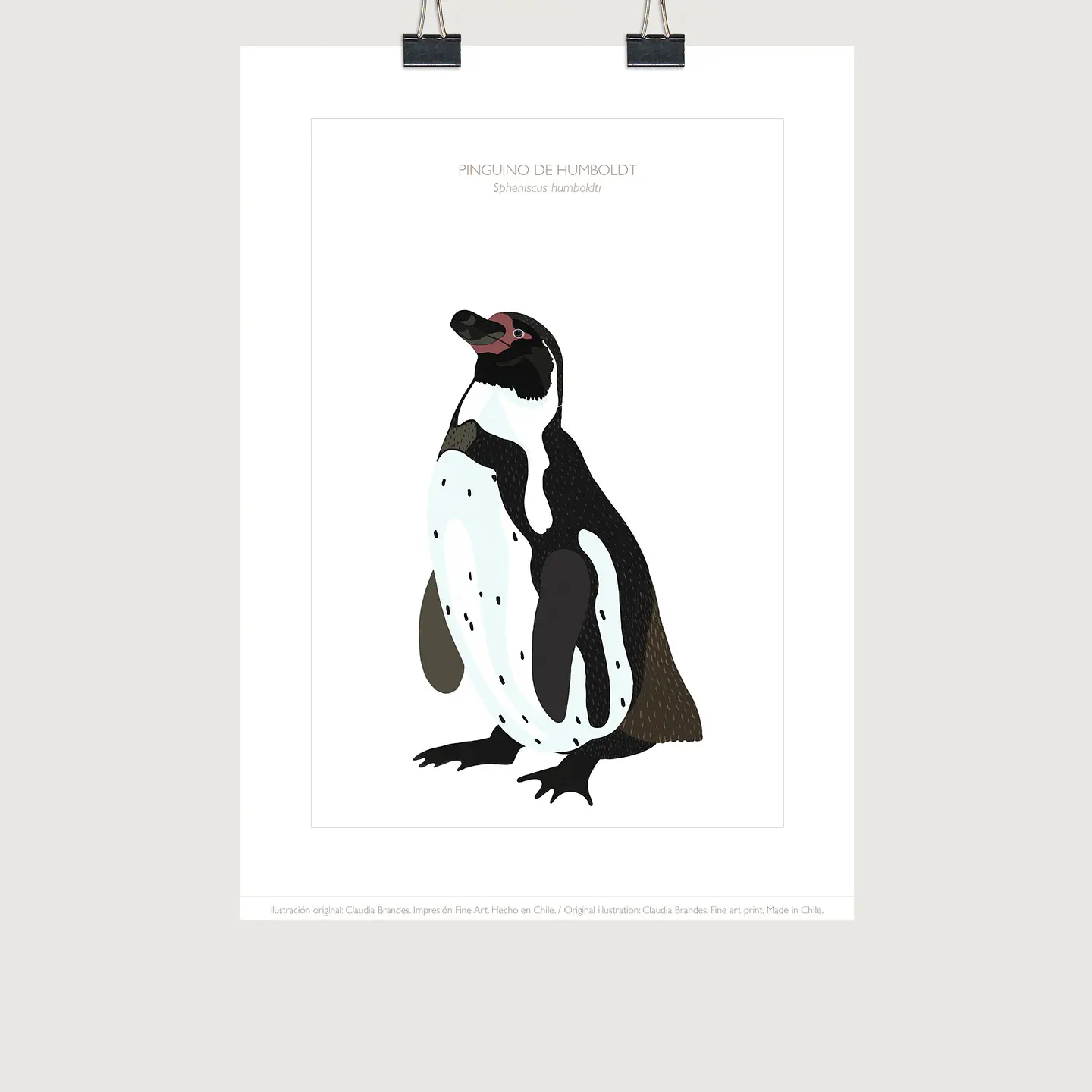 DESCUENTO!! Lámina Pingüino de Humboldt, 2 tamaños 1