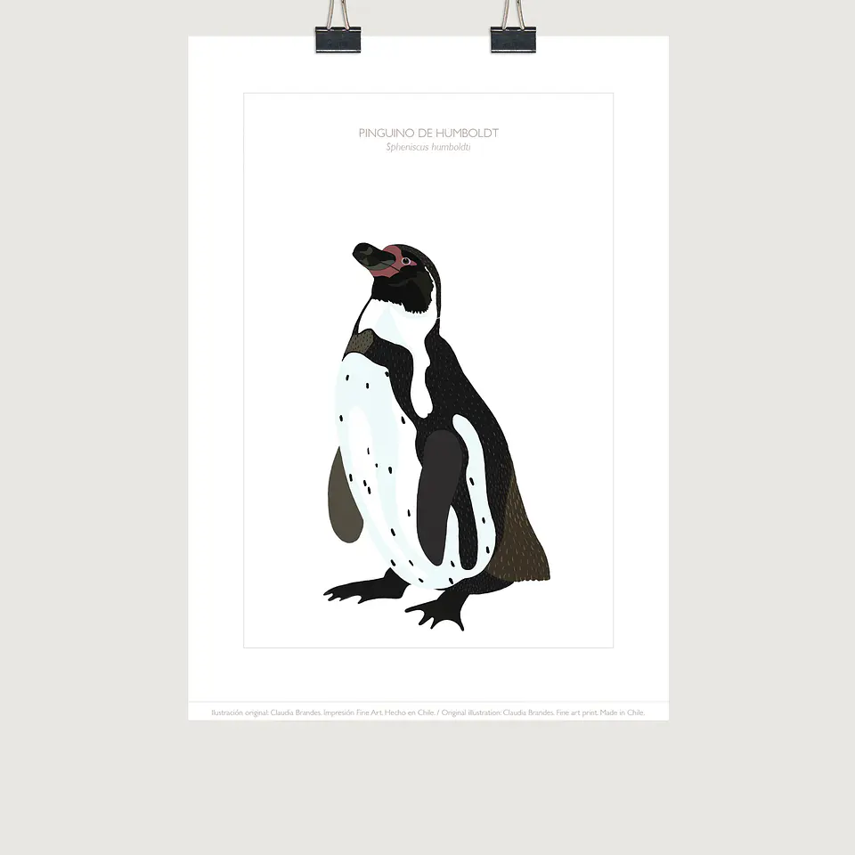 DESCUENTO!! Lámina Pingüino de Humboldt, 2 tamaños 1
