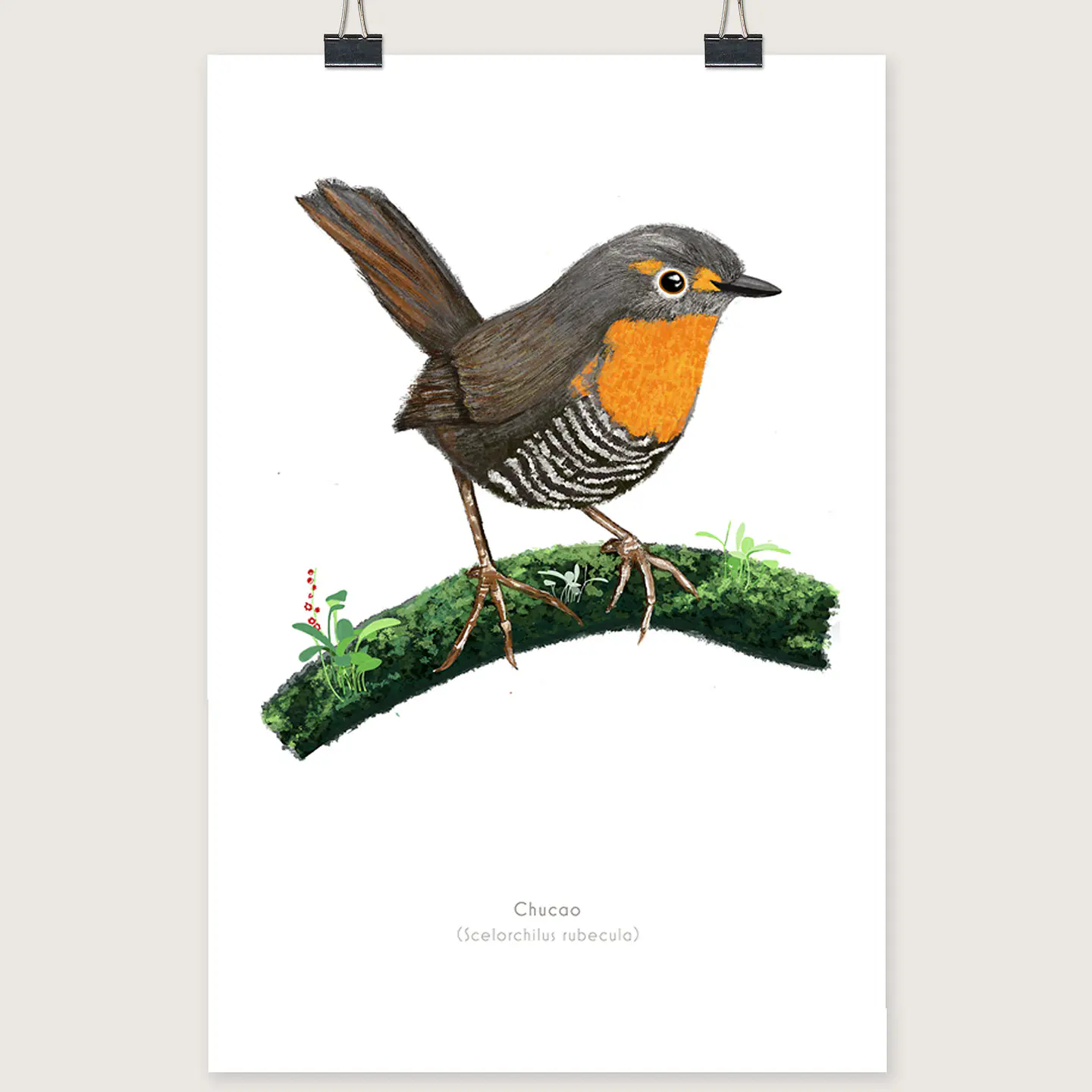 DESCUENTO!! Láminas Aves de Chile, Chucao, tres tamaños.  1