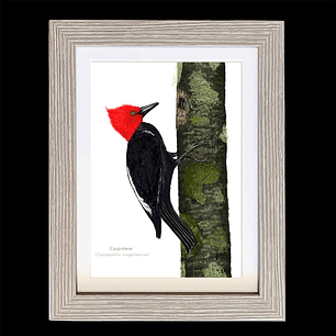 Cuadro Pájarto Carpitero Gigante -S