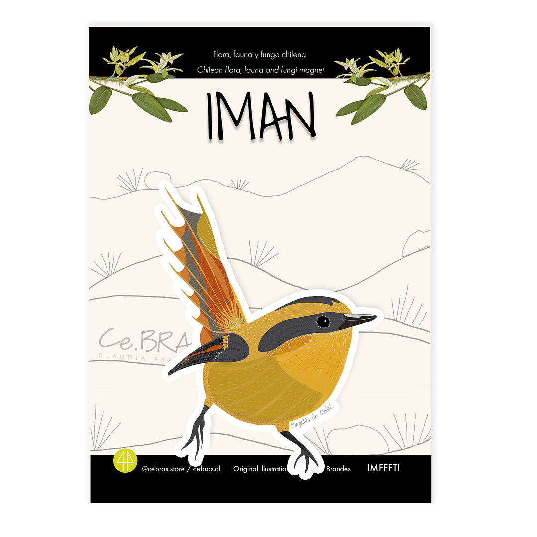 Iman Rayadito de Chiloé 1