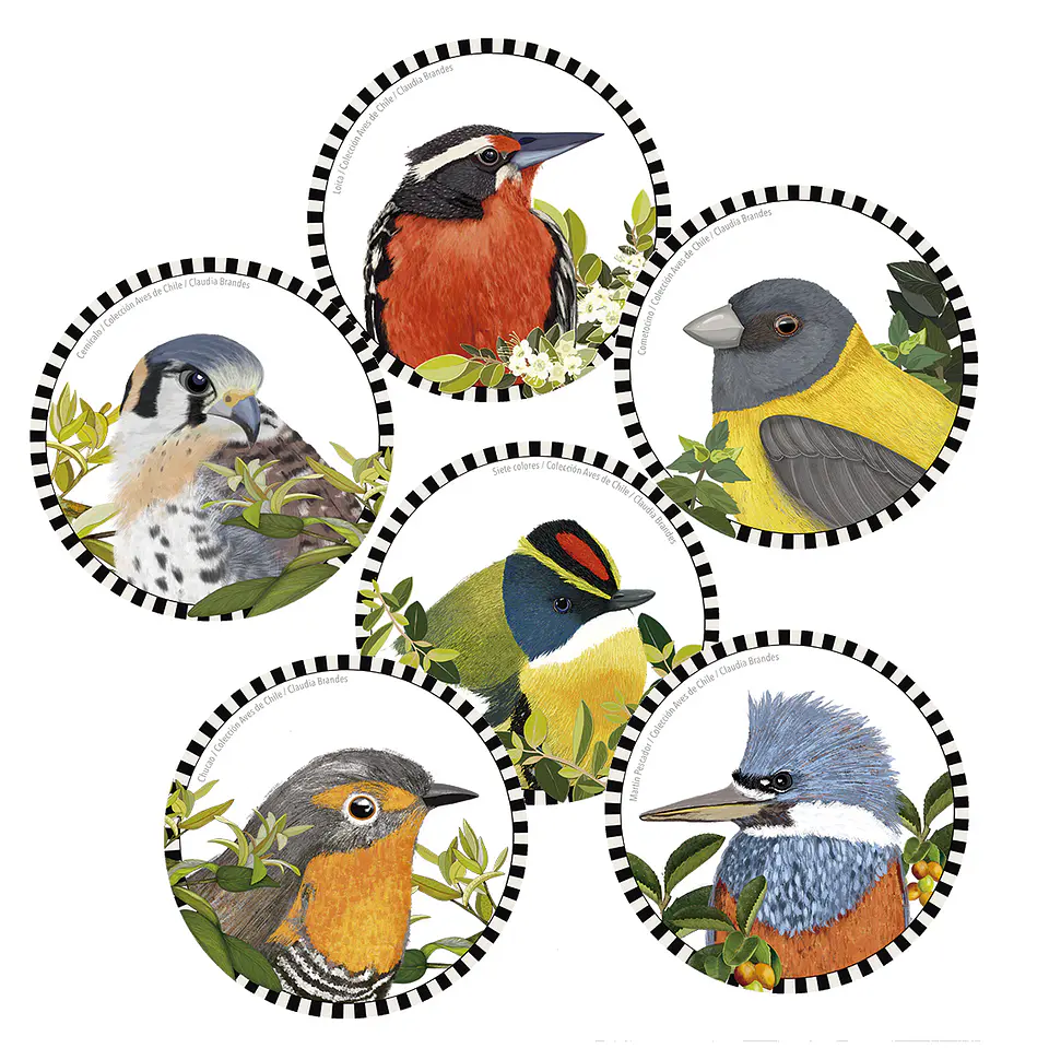PRONTO NUEVO DISEÑO!! Set 6 posavasos Pajaritos Chilenos, serie 3- COPIA 2