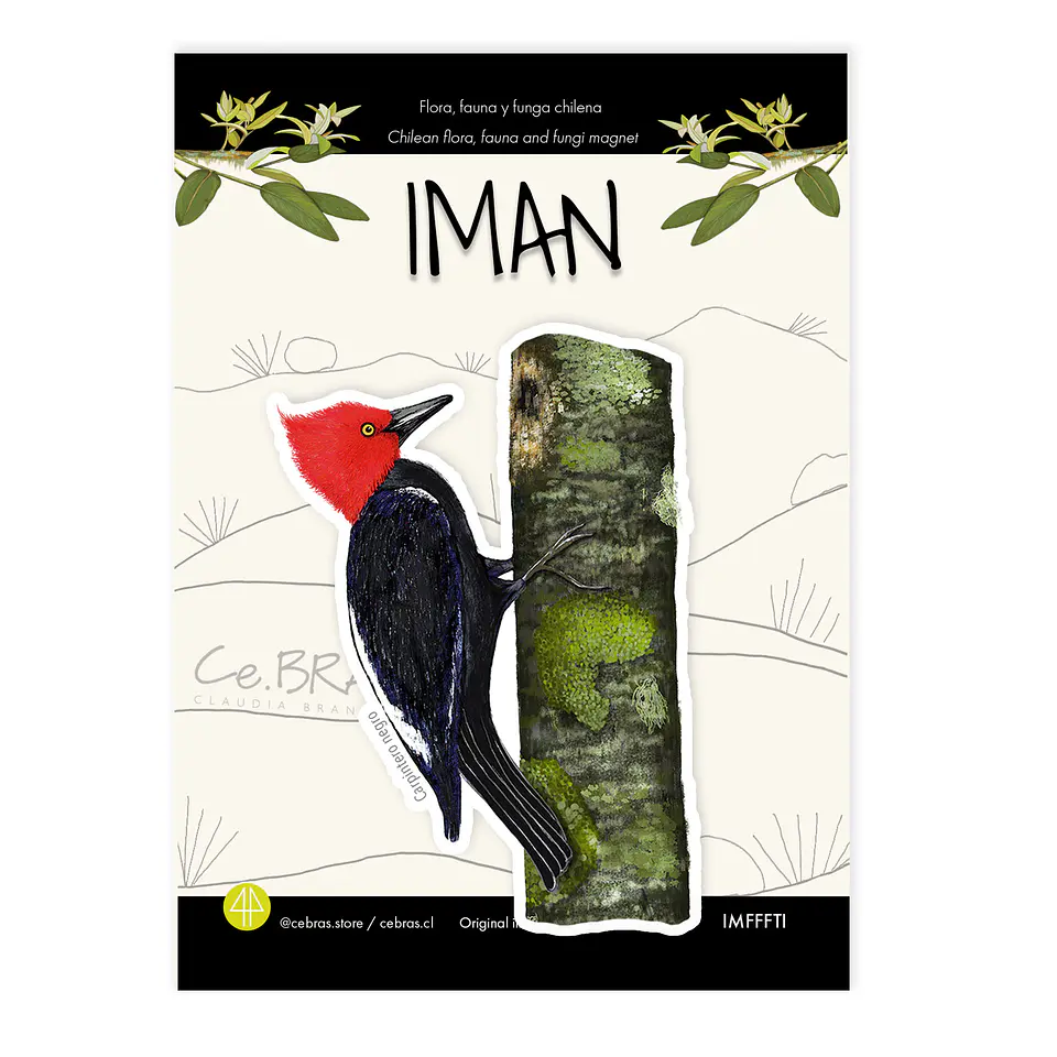 Iman Carpintero Gigante, Aves de Chile 1