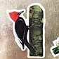 Iman Carpintero Gigante, Aves de Chile - thumbnail 3