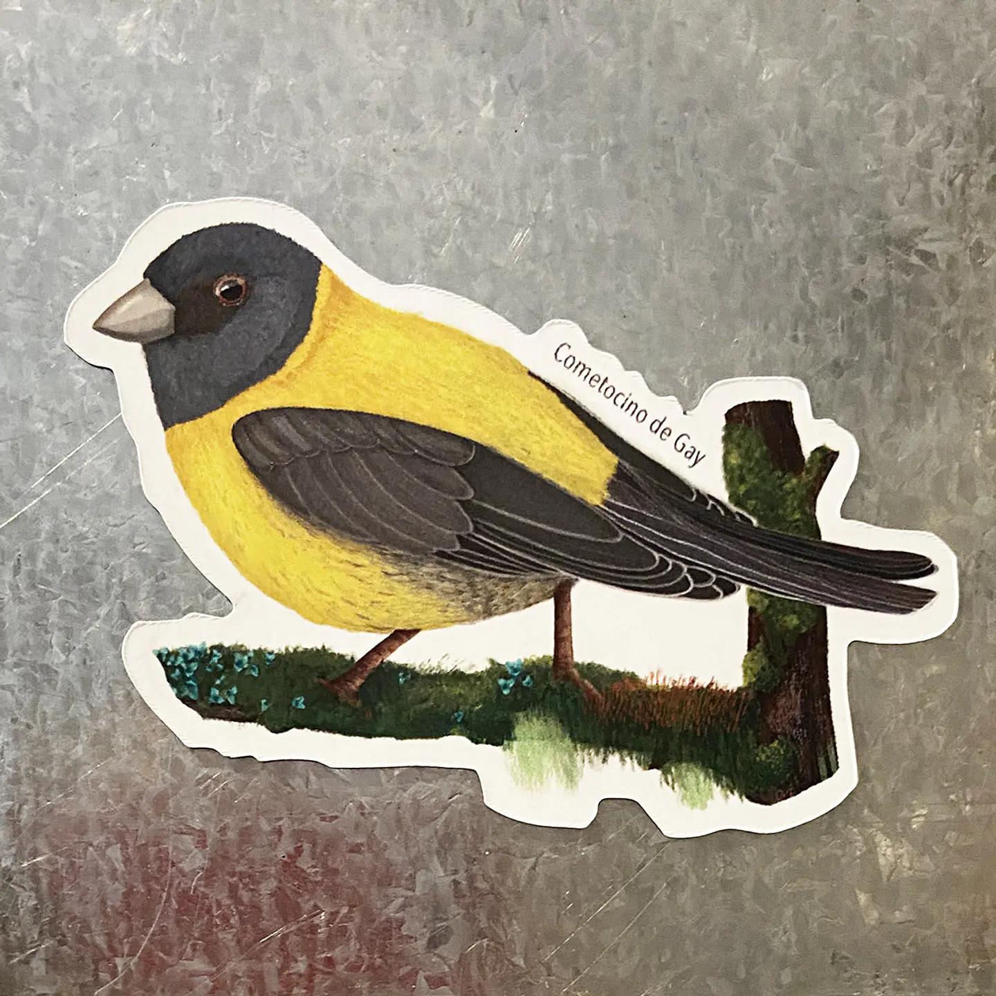Iman Cometocino de Gay, Aves de Chile 3