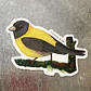 Iman Cometocino de Gay, Aves de Chile - thumbnail 3
