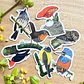 Iman Hued Hued, Aves de Chile - Miniatura 3