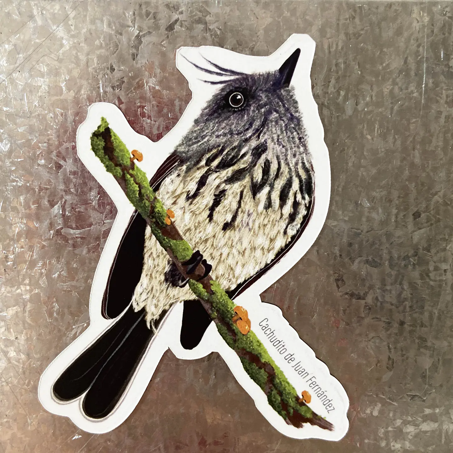 Iman  Cachudito, Aves de Chile 2