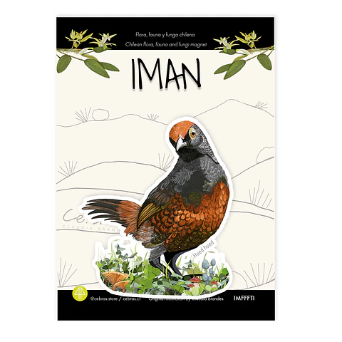 Iman Hued Hued, Aves de Chile