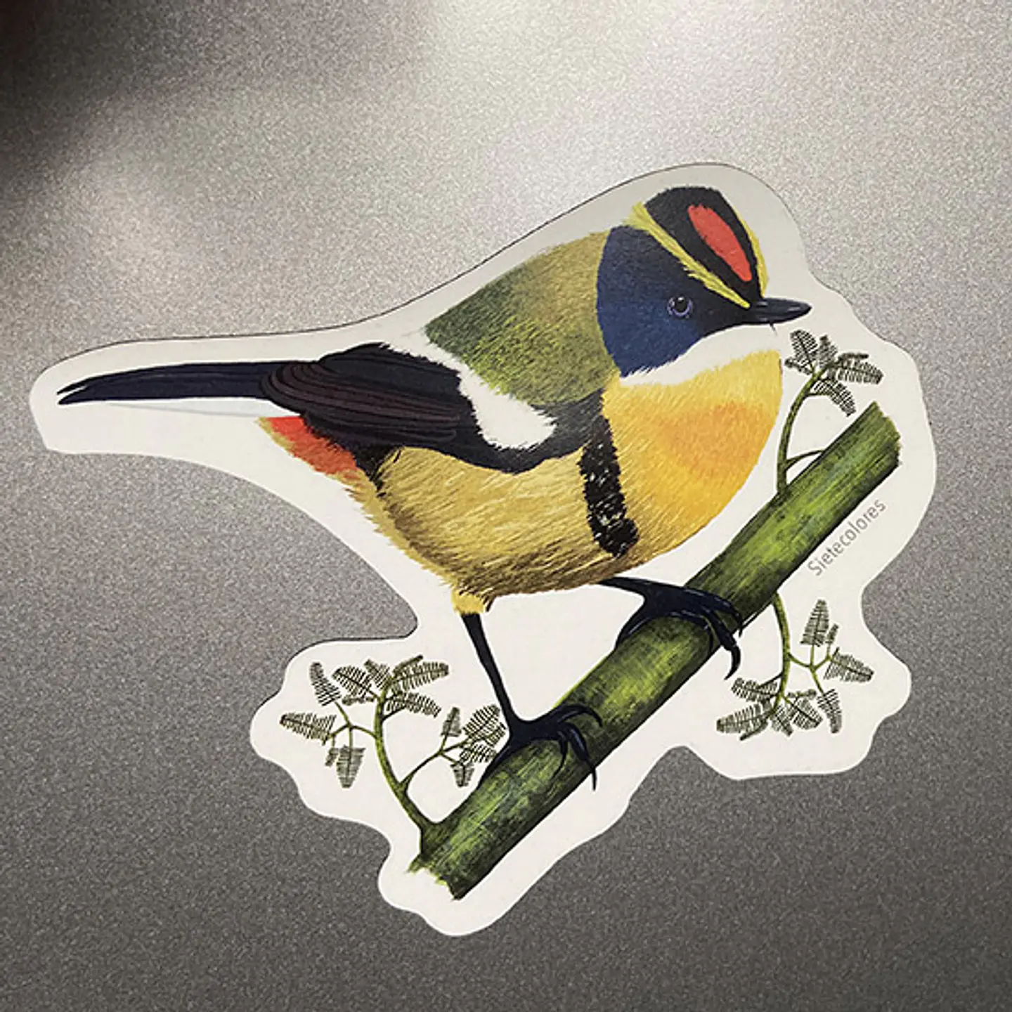 Iman Sietecolores, Aves de Chile 2