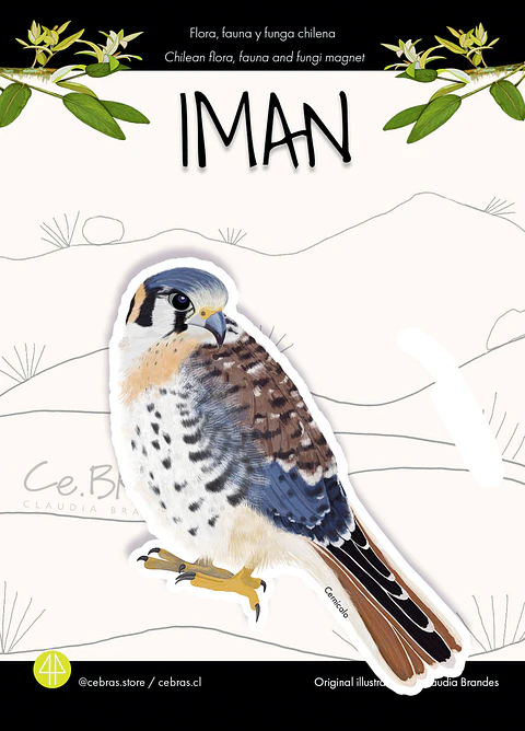 Iman pájaros chilenos - Cernícalo