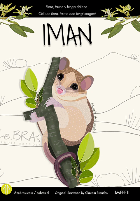 Iman  fauna chilena - Monito del Monte