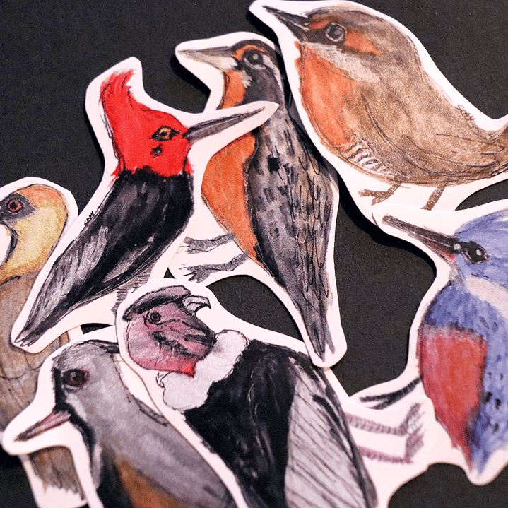 FAUNA DE CHILE - SET DE STICKERS 1