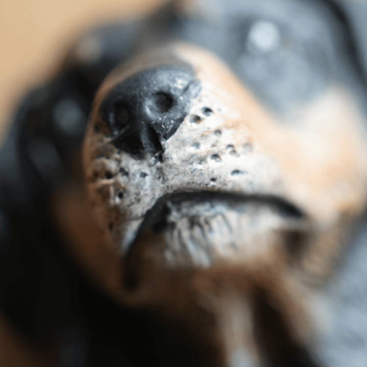 MI MASCOTA - MAGNET 1