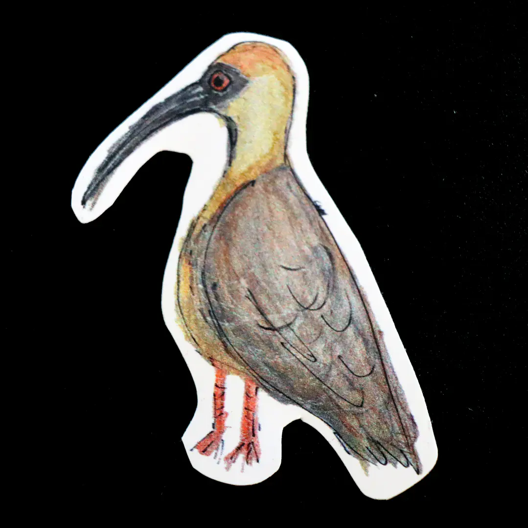 FAUNA DE CHILE - SET DE STICKERS 2