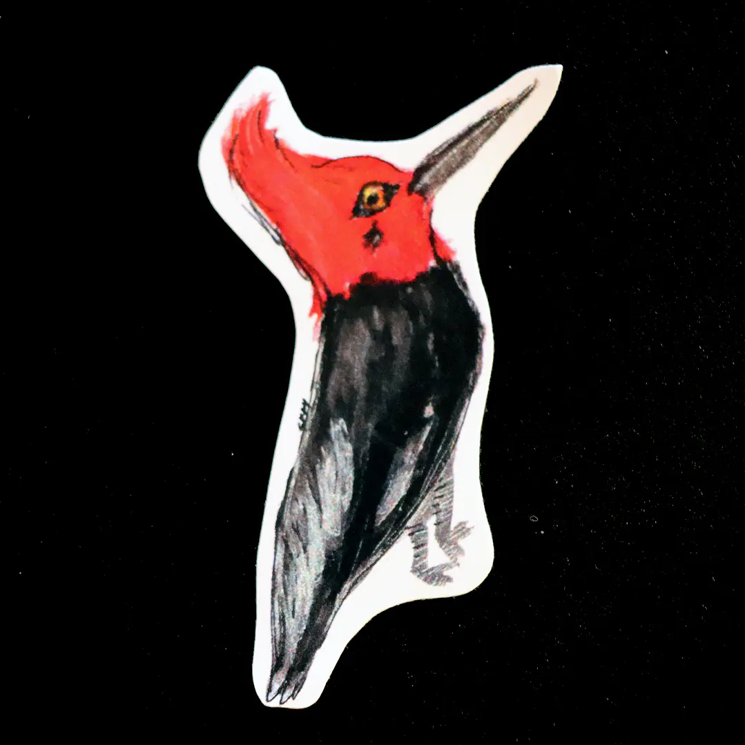 FAUNA DE CHILE - SET DE STICKERS 5