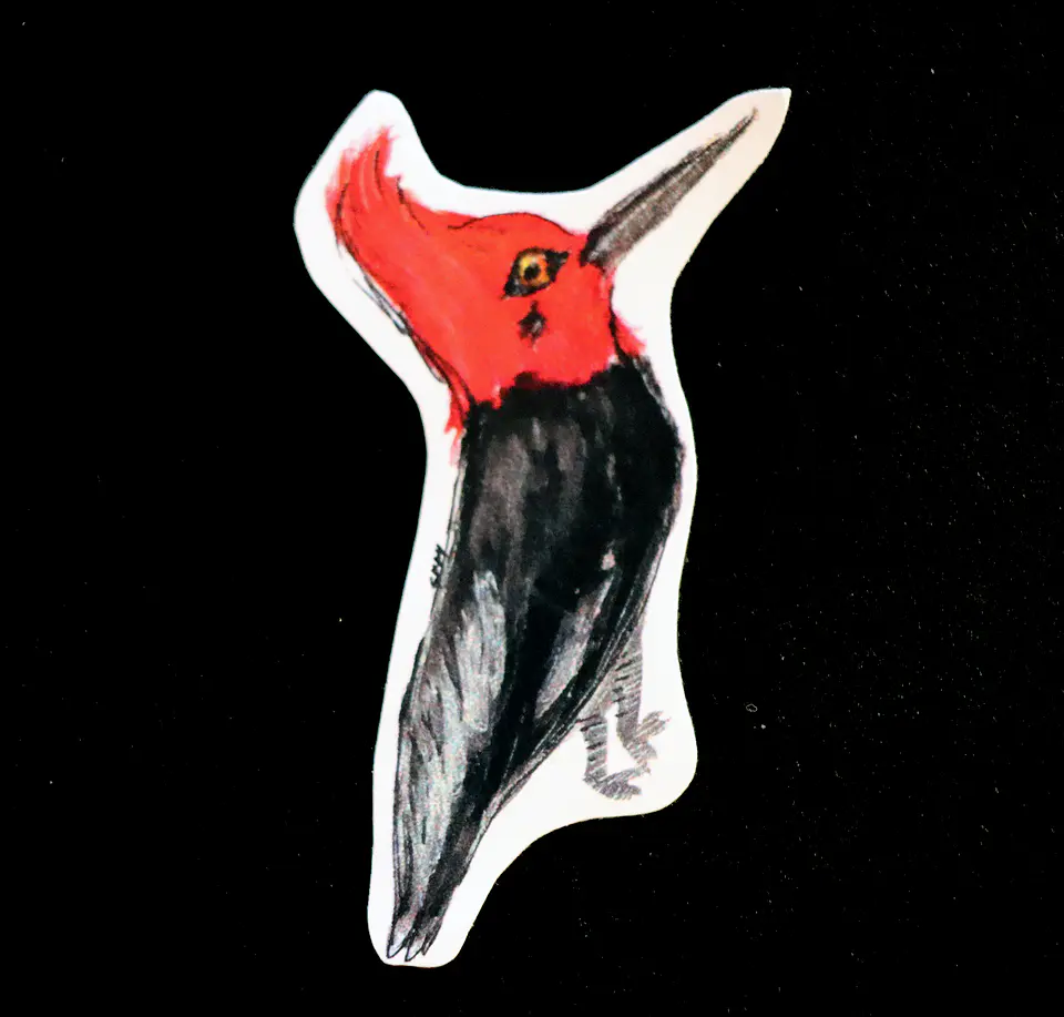 FAUNA DE CHILE - SET DE STICKERS 5